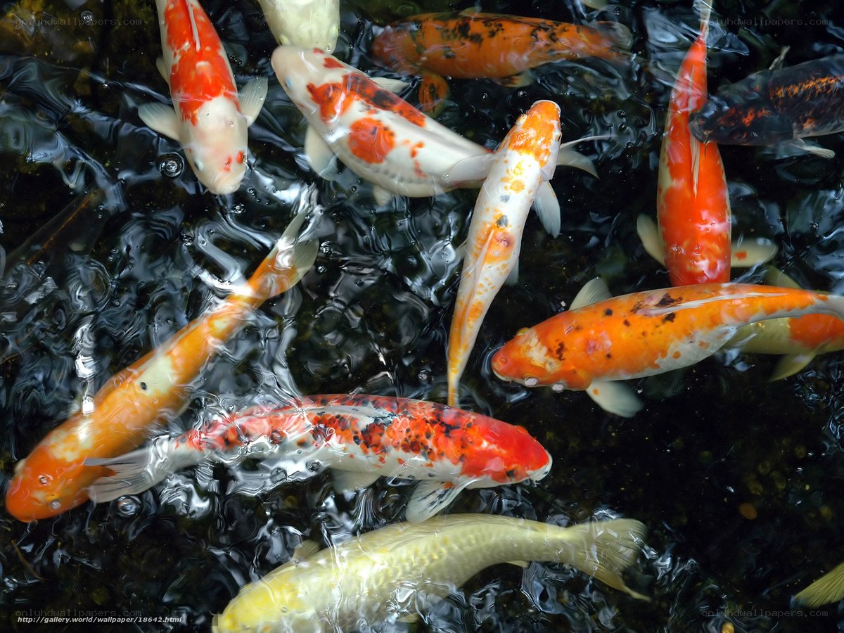 Colorful koi fish in pond