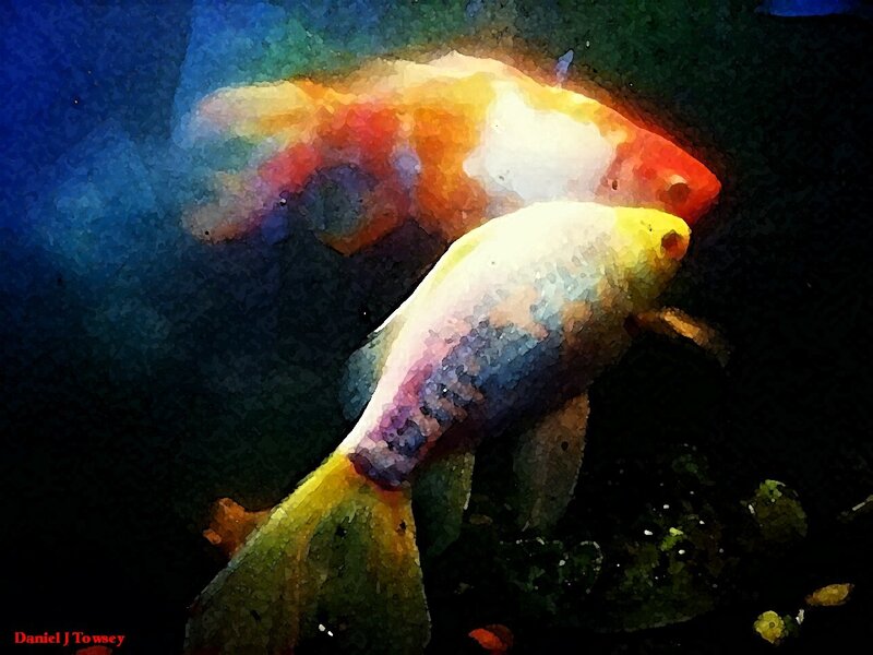Colorful koi fish in water