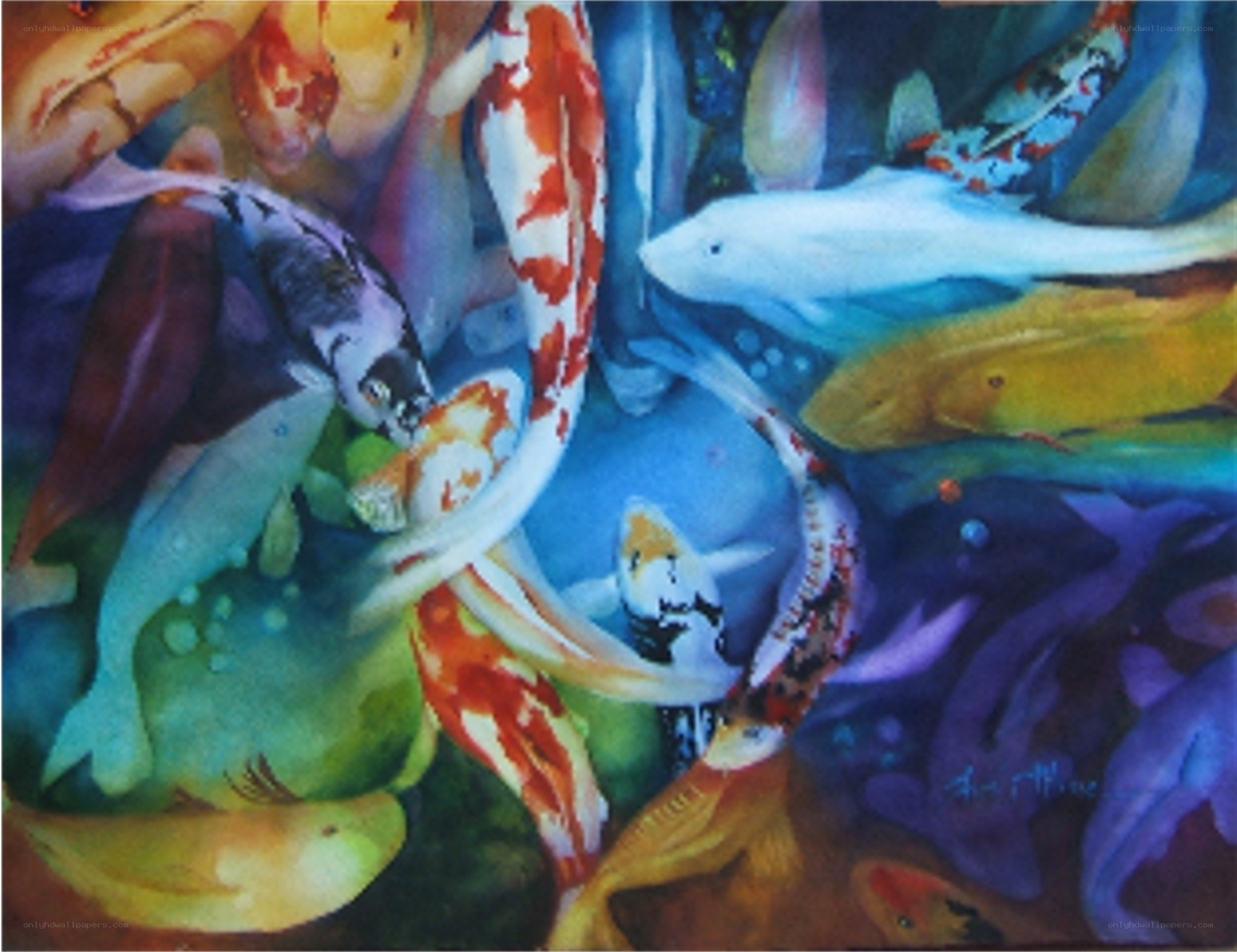 Colorful koi fish in water