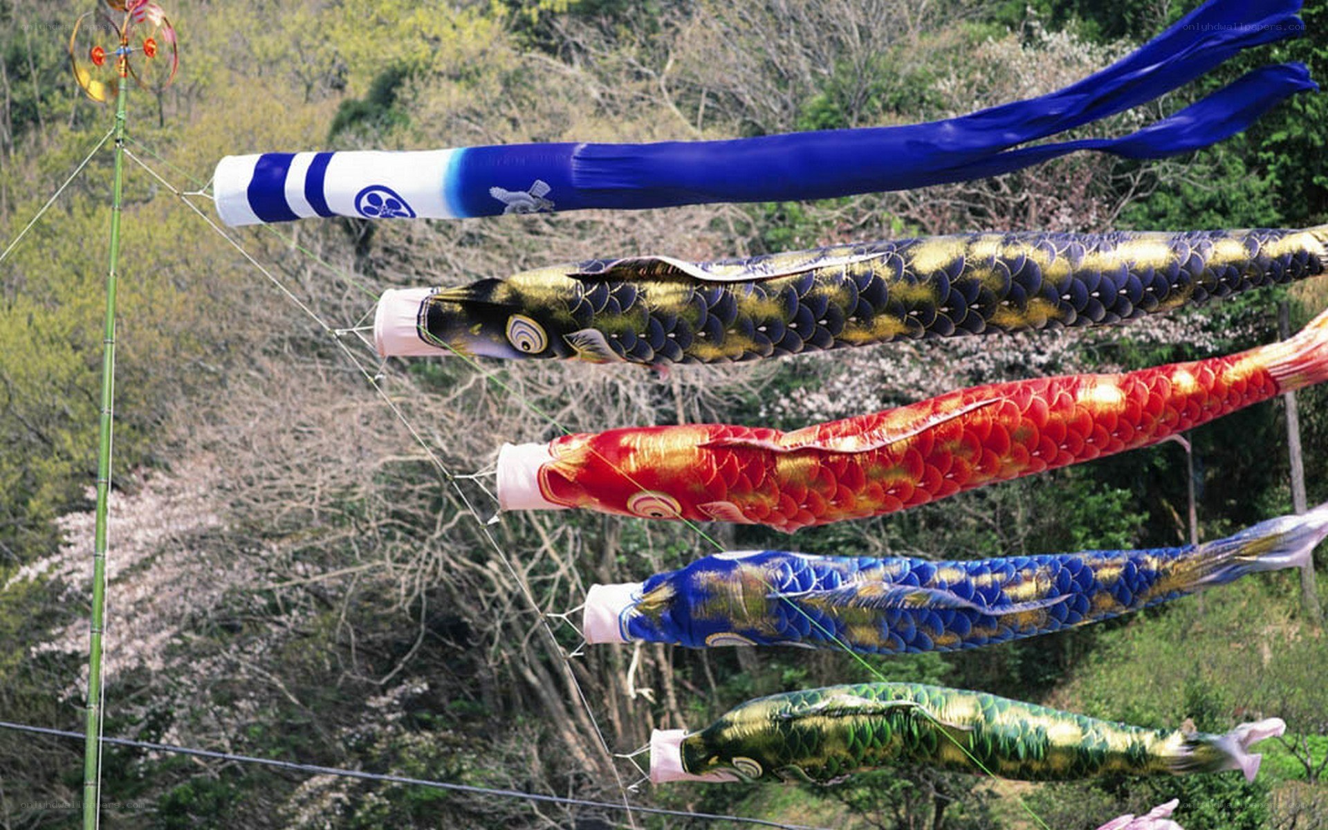 Colorful koi fish streamers