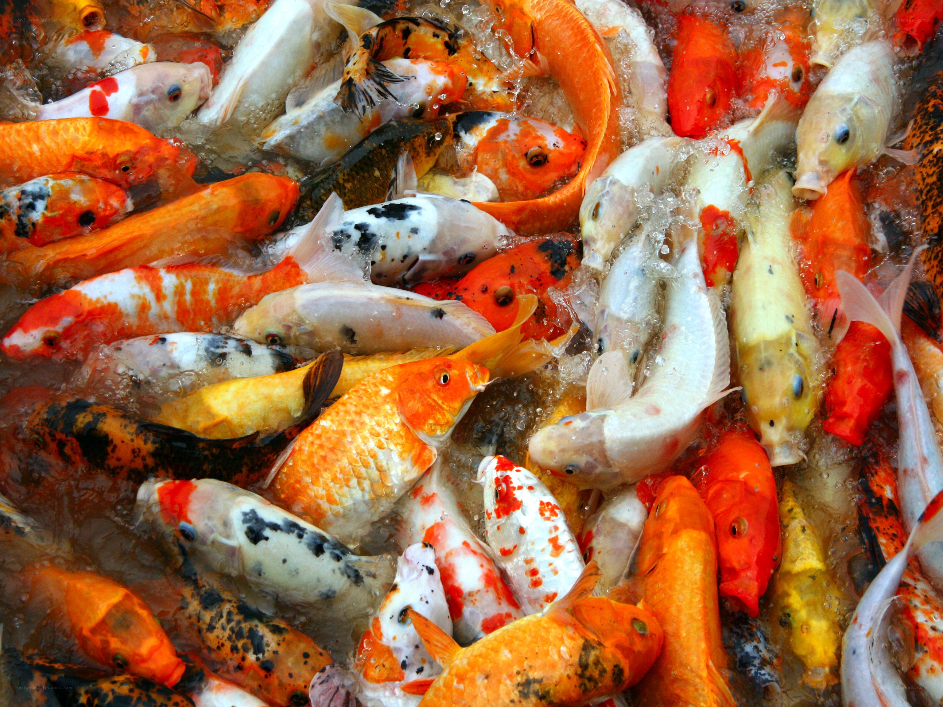 Colorful koi fish swimming