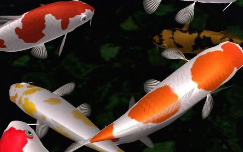 Colorful koi fish swimming