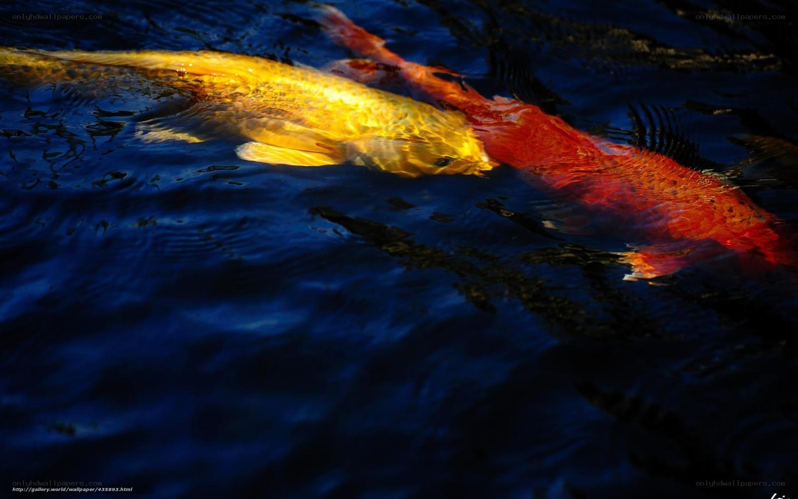 Colorful koi fish swimming