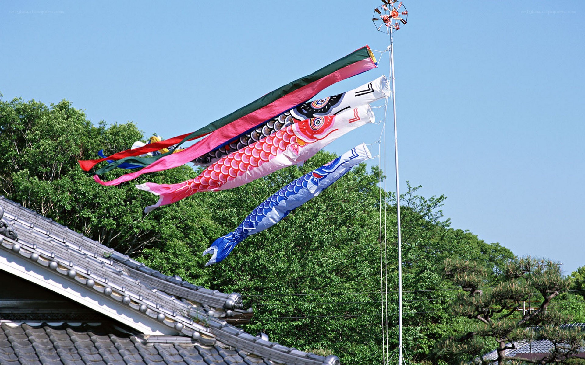Colorful koinobori flags on a pole