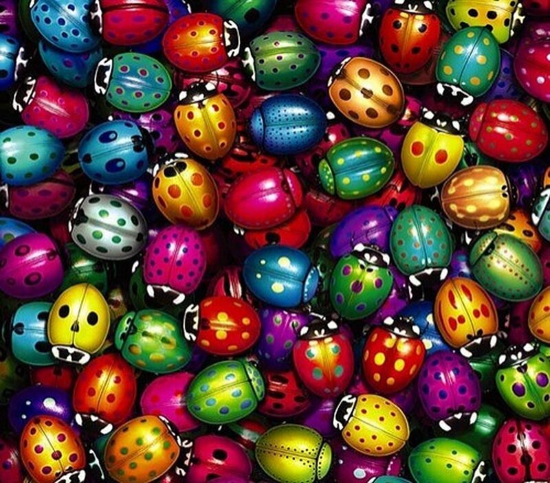Colorful Ladybugs
