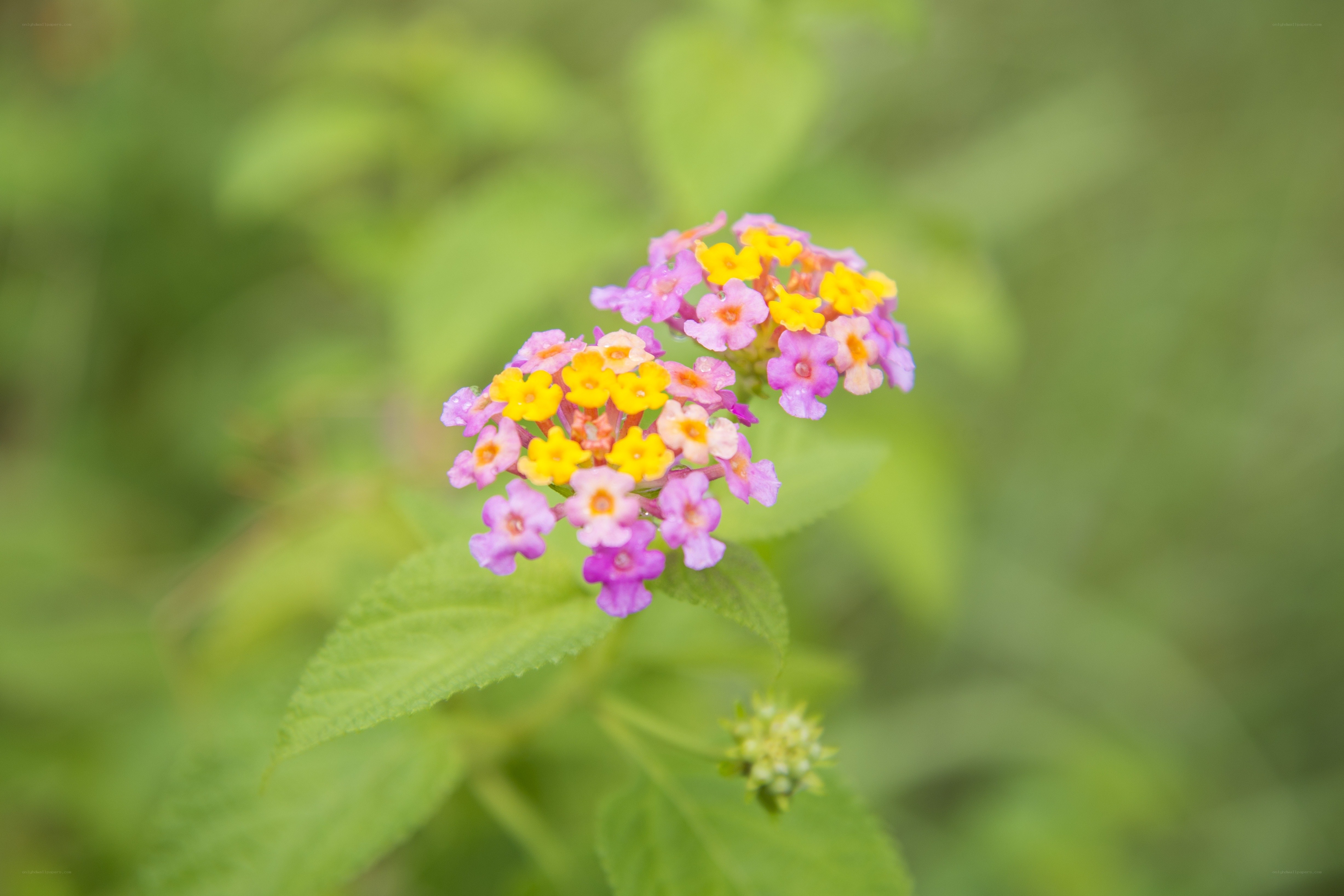 colorful lantana flower cluster
