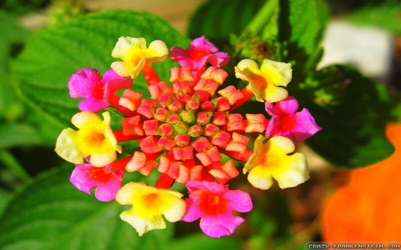 Colorful Lantana Flower — Pink