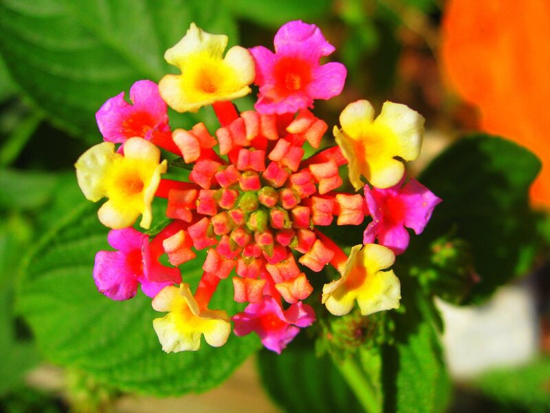 Colorful Lantana Flower