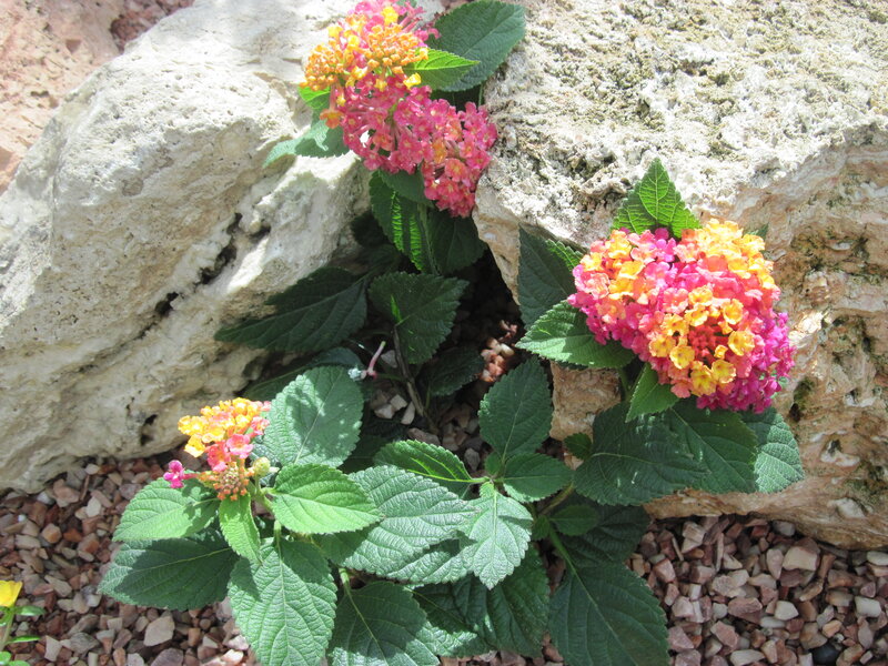 Colorful Lantana Flowers — Pink, Natural