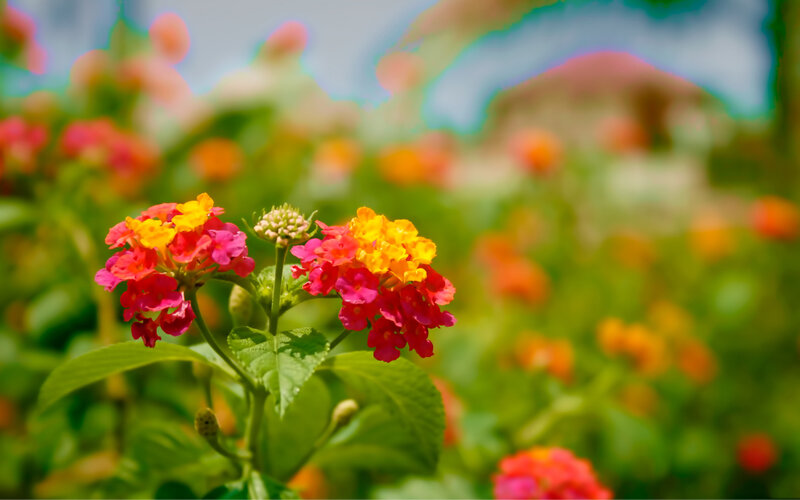 Colorful Lantana Flowers — Pink