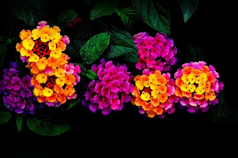 Colorful Lantana Flowers — Purple