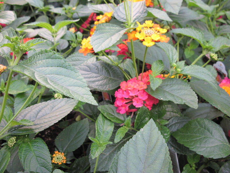 Colorful Lantana Flowers — Yellow