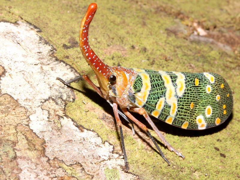 colorful lanternfly on tree bark
