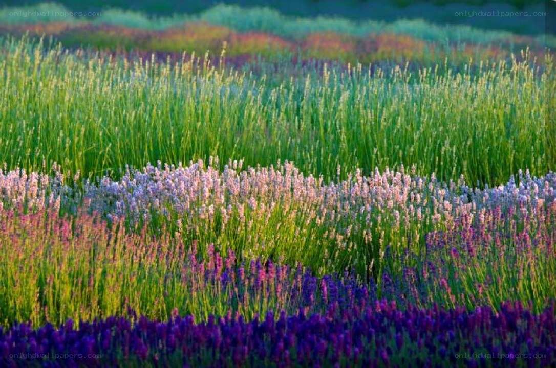 Colorful lavender fields at sunset