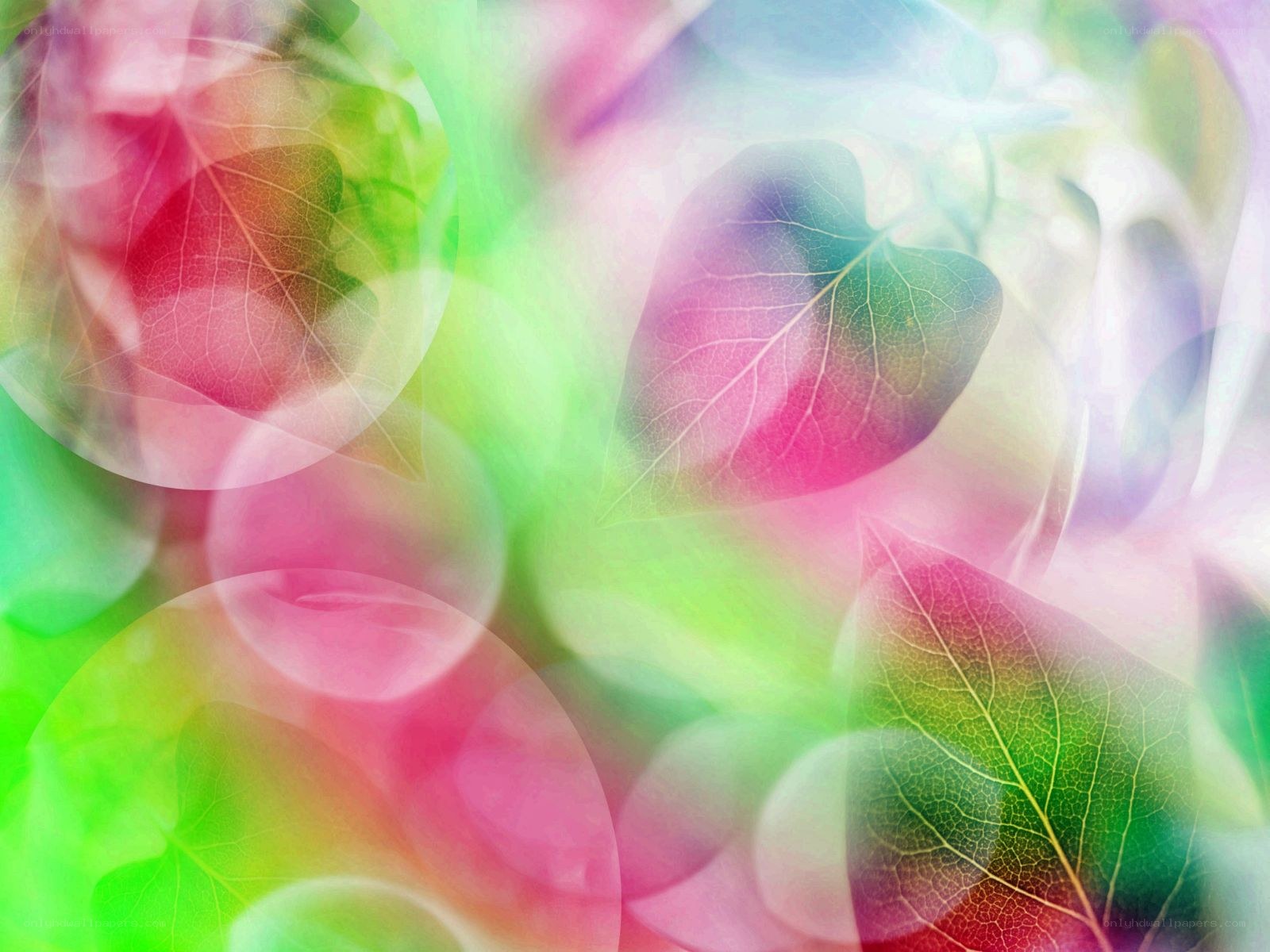 Colorful leaf abstract background