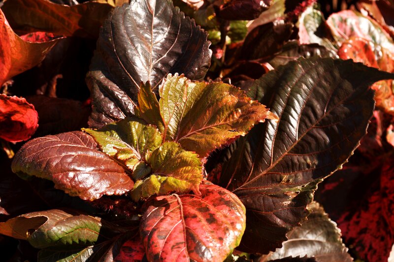 colorful leaf foliage
