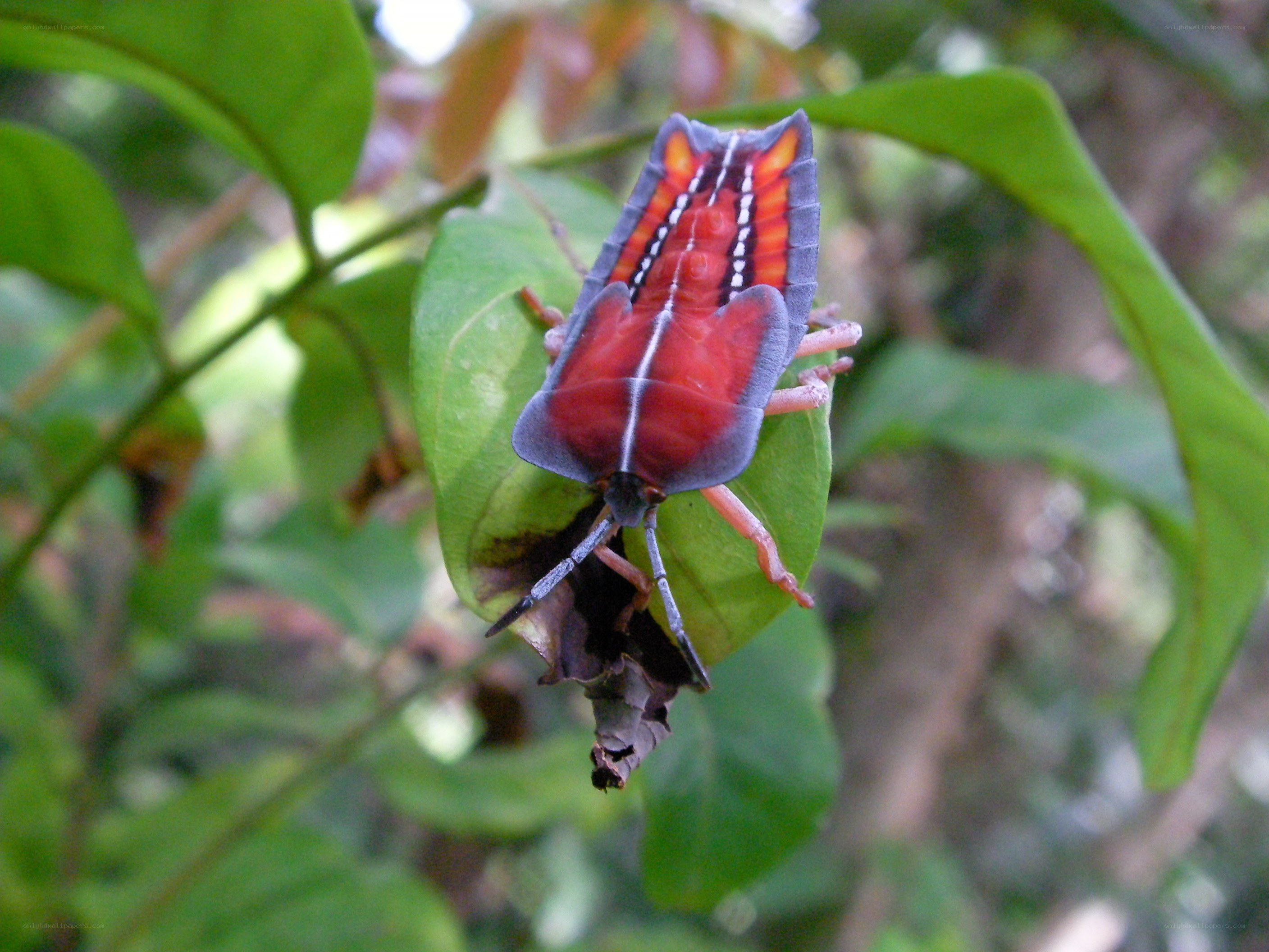 colorful leaf-mimic insect