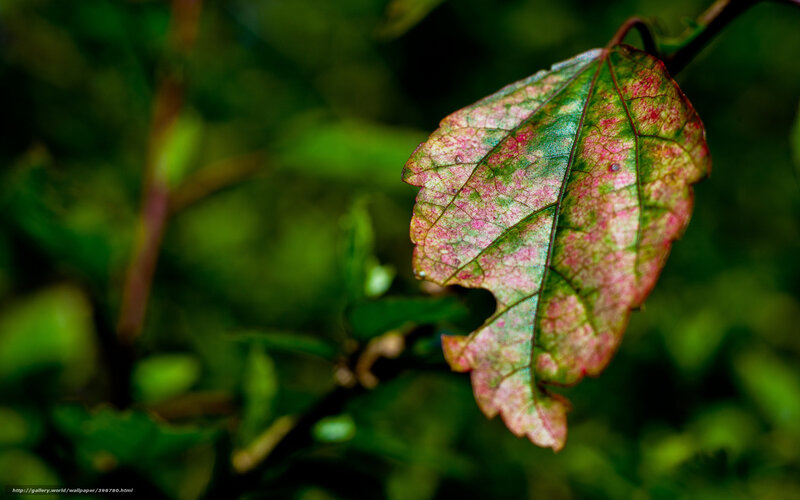 Colorful Leaf on Branch — Green