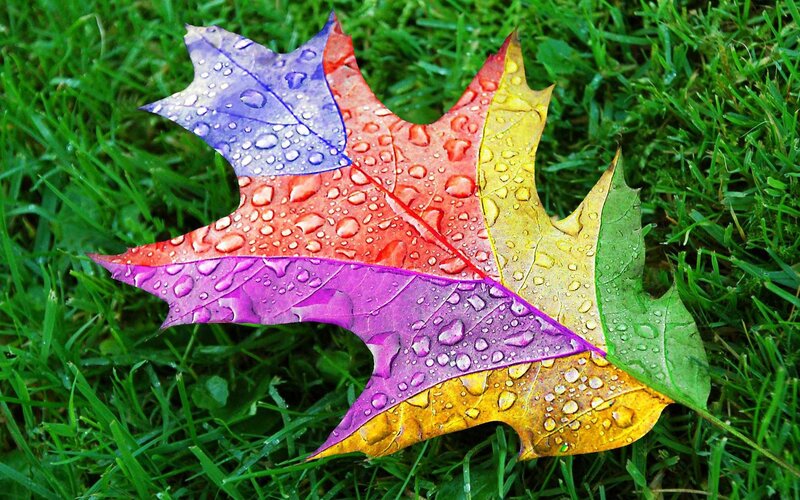 Colorful Leaf on Grass — Green