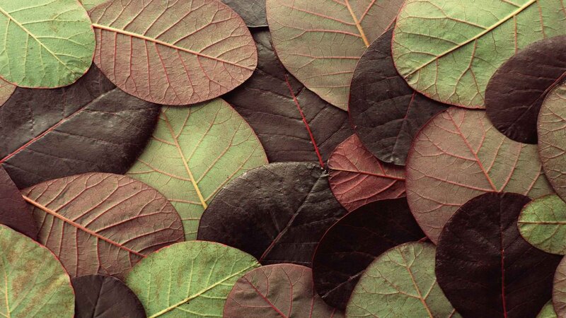 colorful leaf pattern