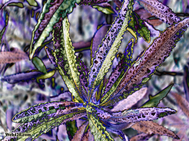 colorful leaf pattern