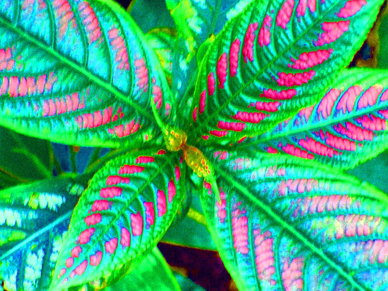 Colorful Leaf Pattern — Green