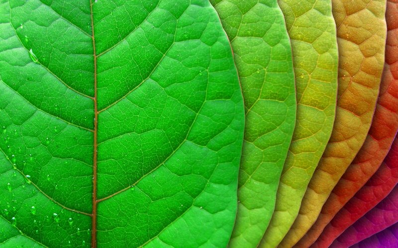 Colorful Leaf Pattern — Green, Vibrant, Photograph