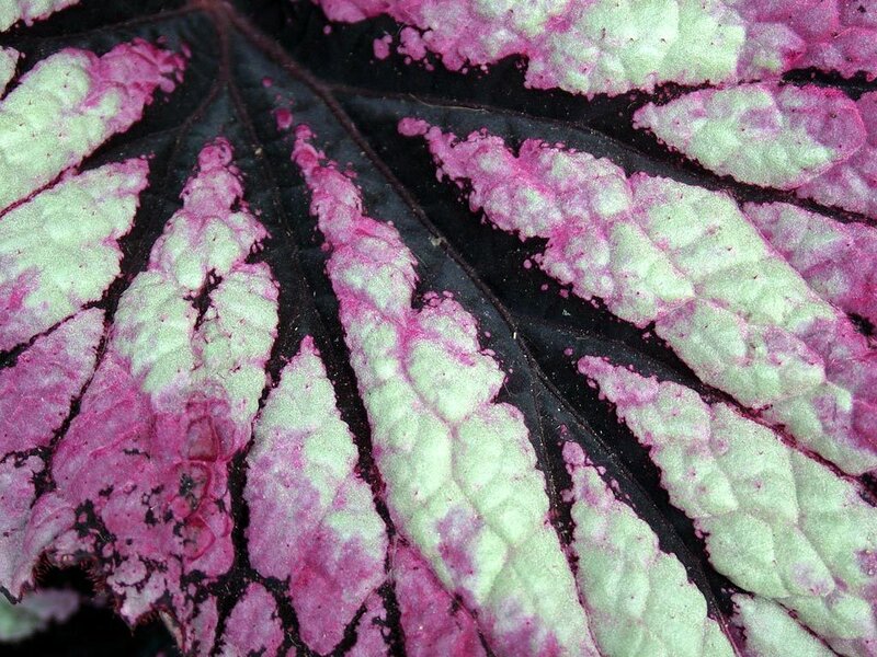 Colorful Leaf Pattern — Pink, Textured