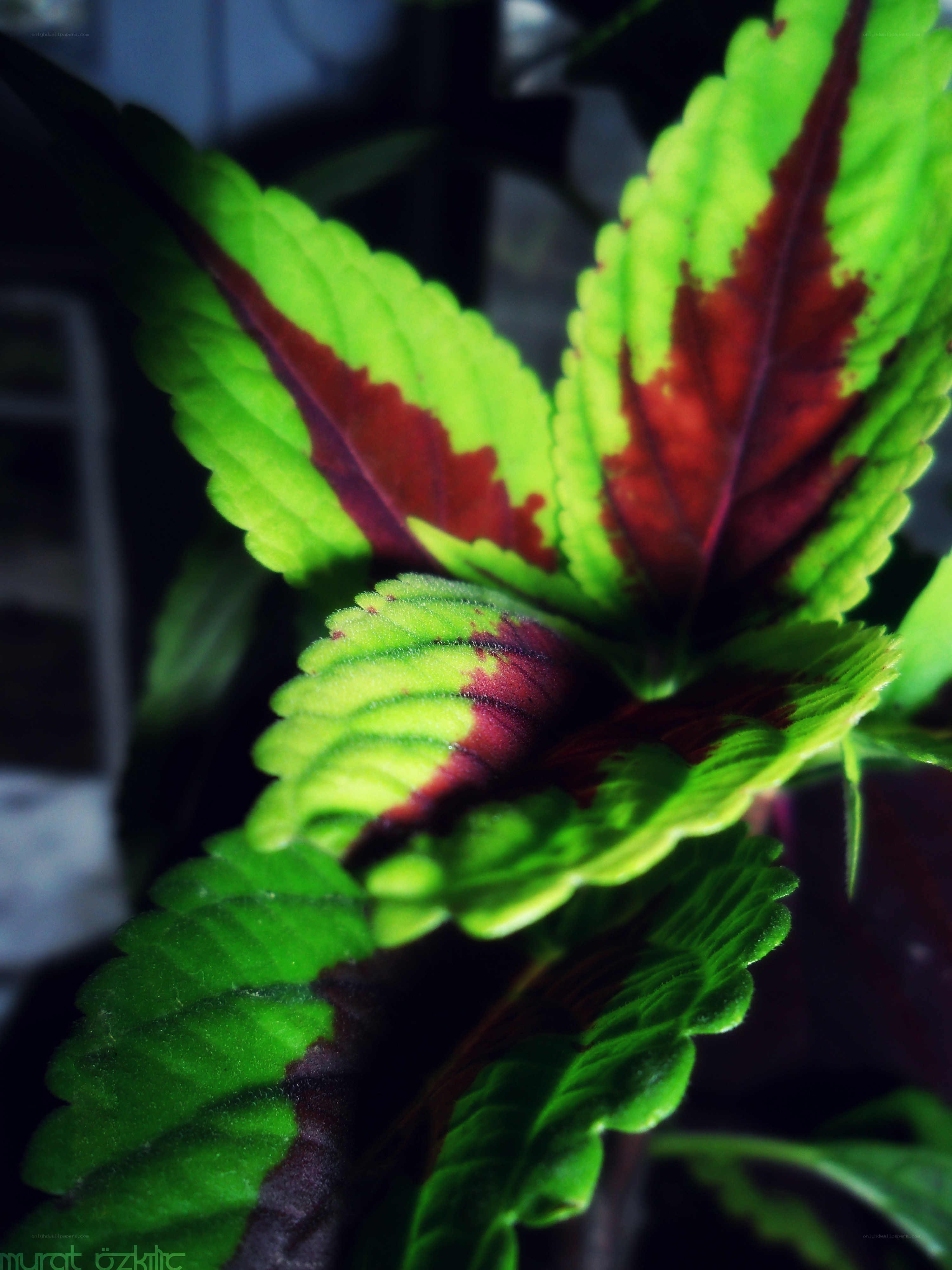 Colorful leaf plant close-up