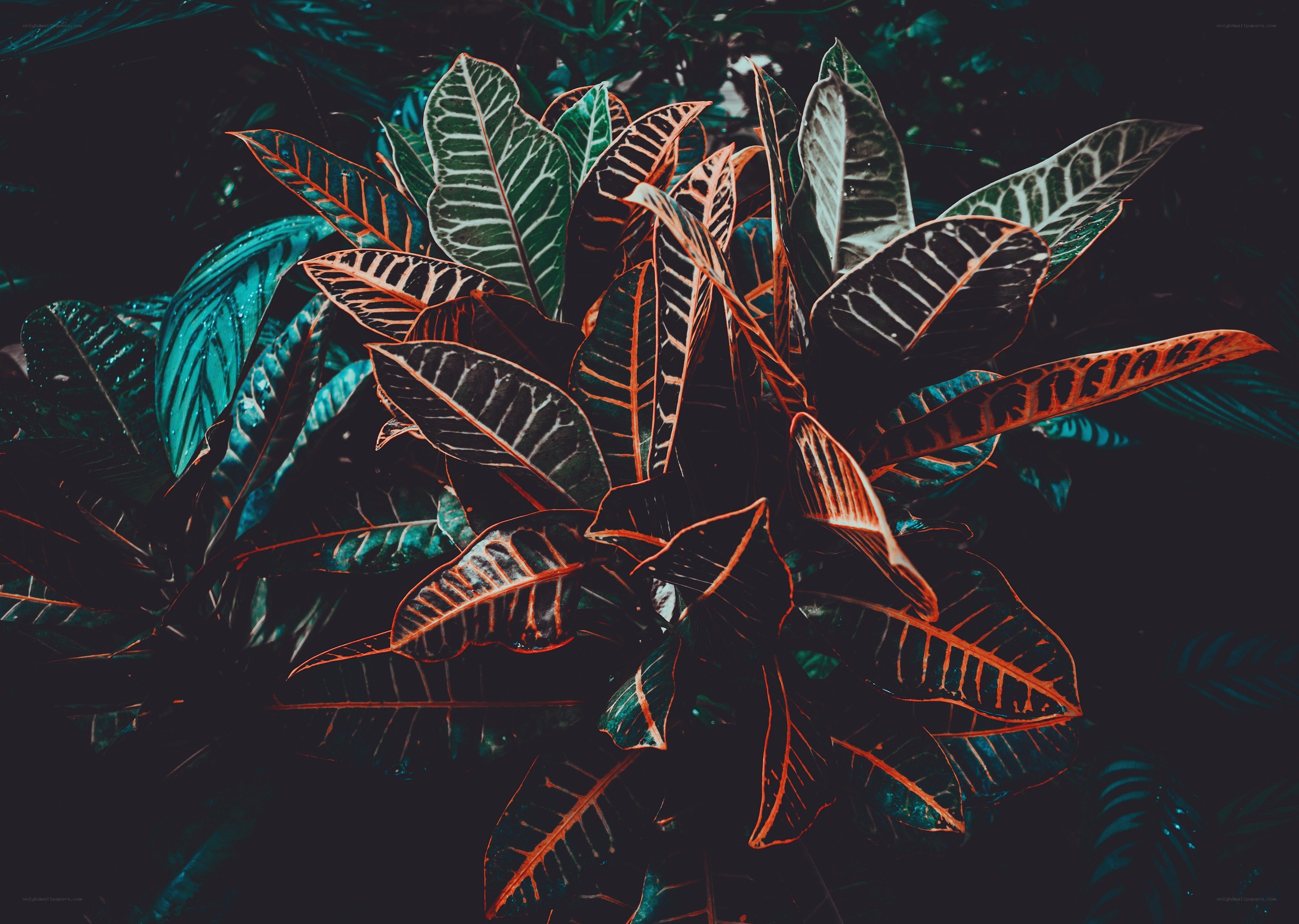 Colorful leaf plant close-up