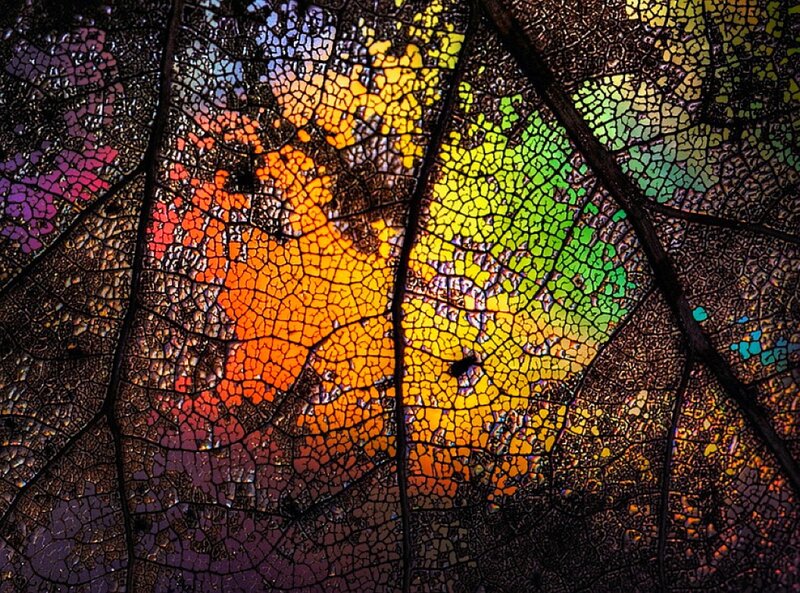 Colorful Leaf Skeleton