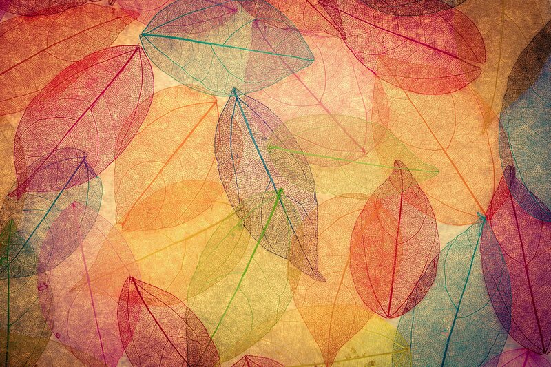 Colorful Leaf Skeletons — Red