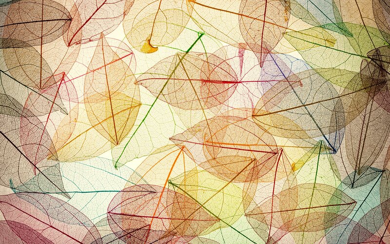 Colorful Leaf Skeletons — Yellow, Calm