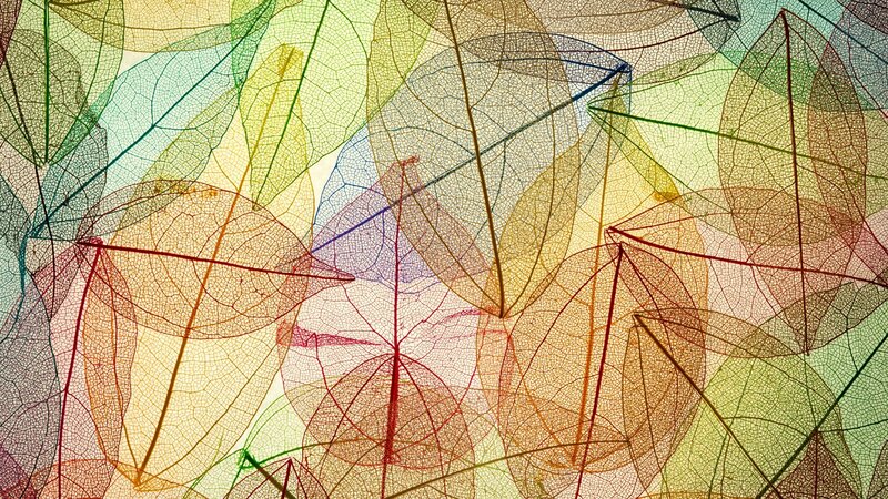 Colorful Leaf Skeletons — Yellow, Textured