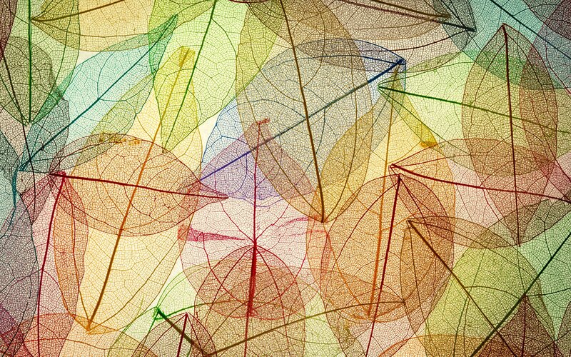 Colorful Leaf Skeletons — Yellow