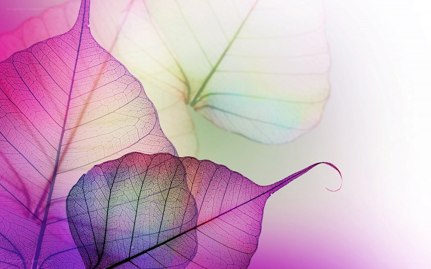 Colorful leaf skeletons