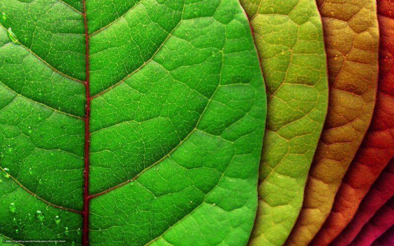 Colorful leaf texture