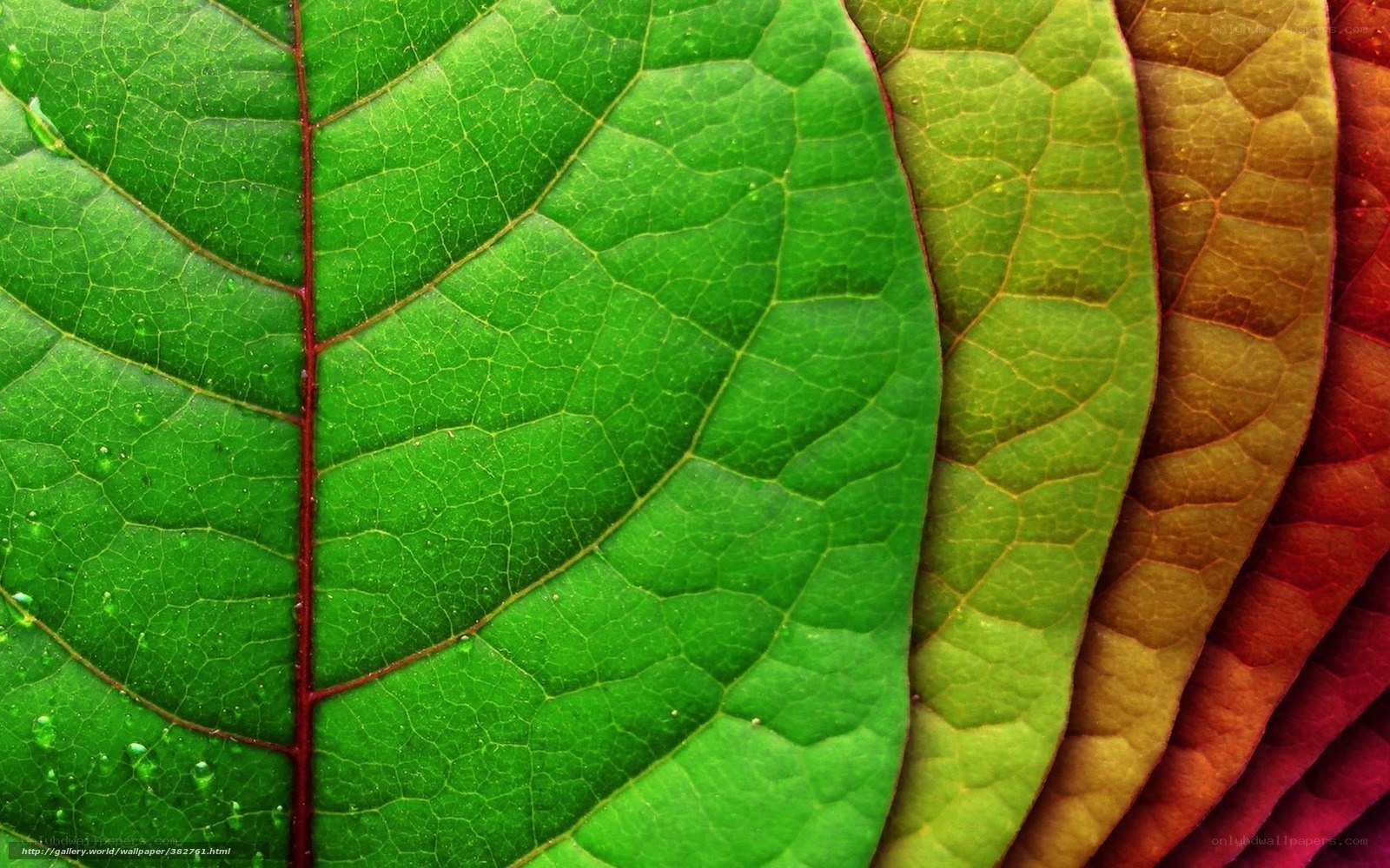 Colorful leaf texture