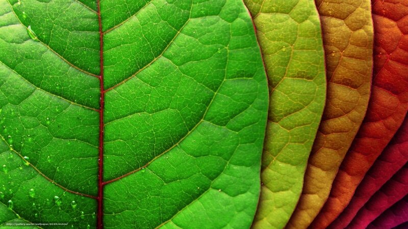 Colorful leaf texture