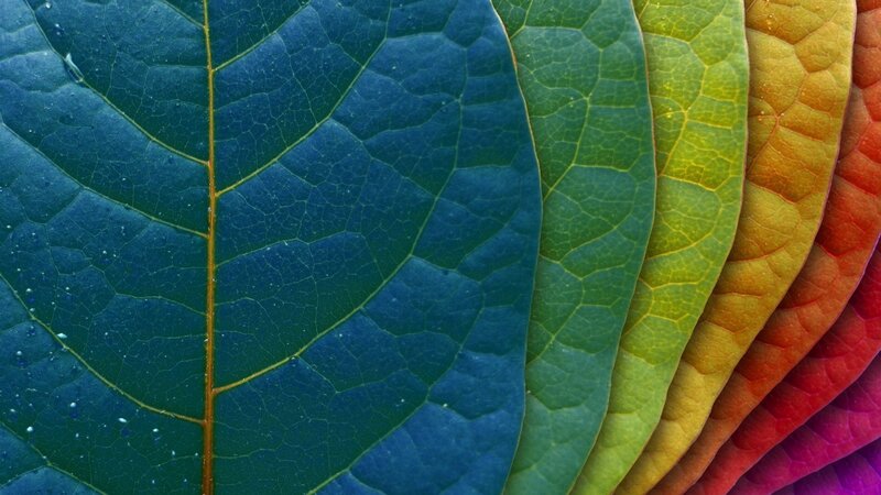 Colorful leaf texture
