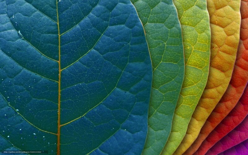 Colorful leaf texture