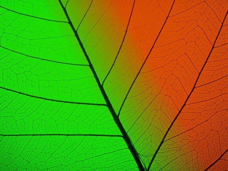 colorful leaf vein pattern