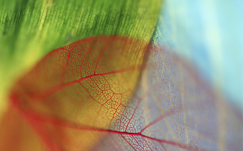 Colorful leaf vein pattern