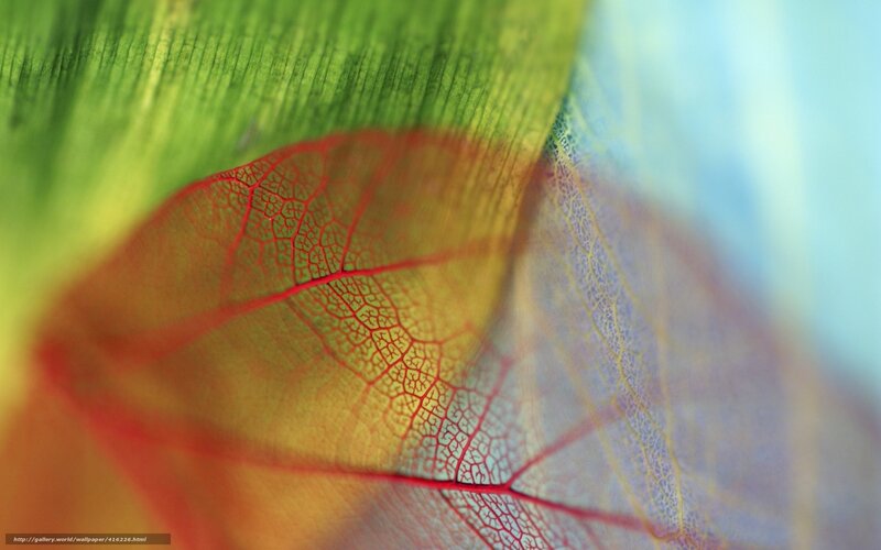 Colorful leaf veins