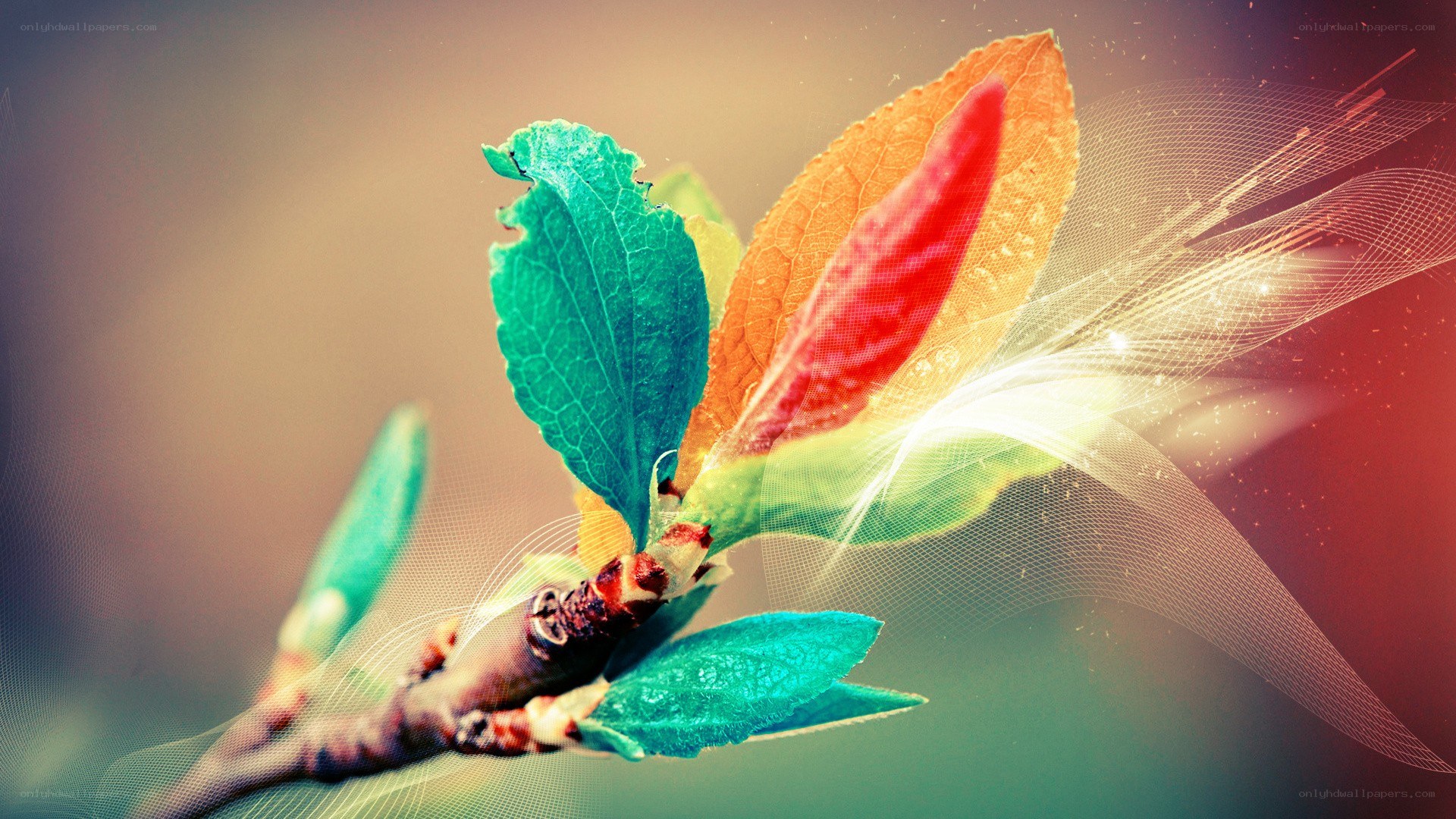 colorful leaf with light effects