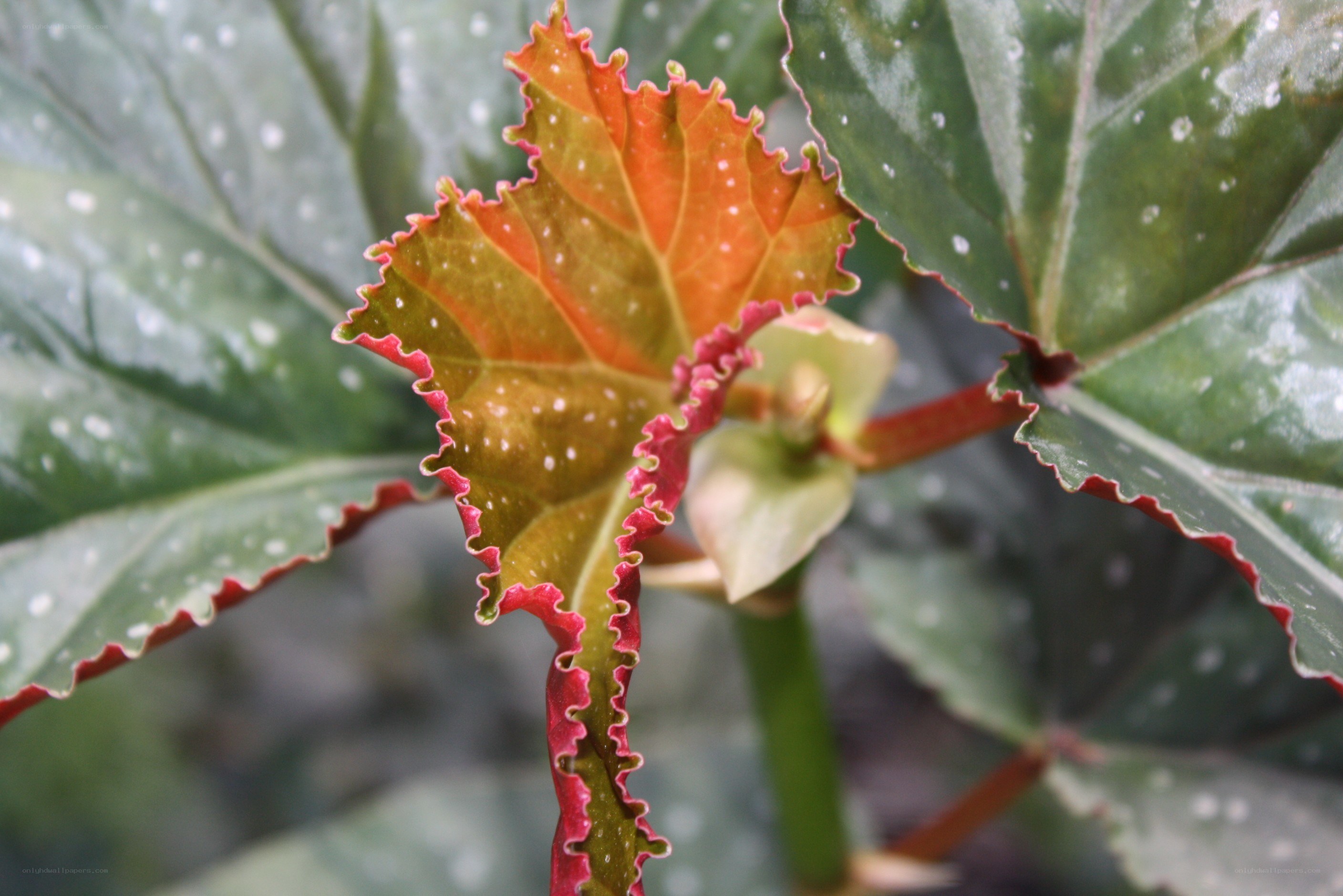 Colorful leaf with red edges