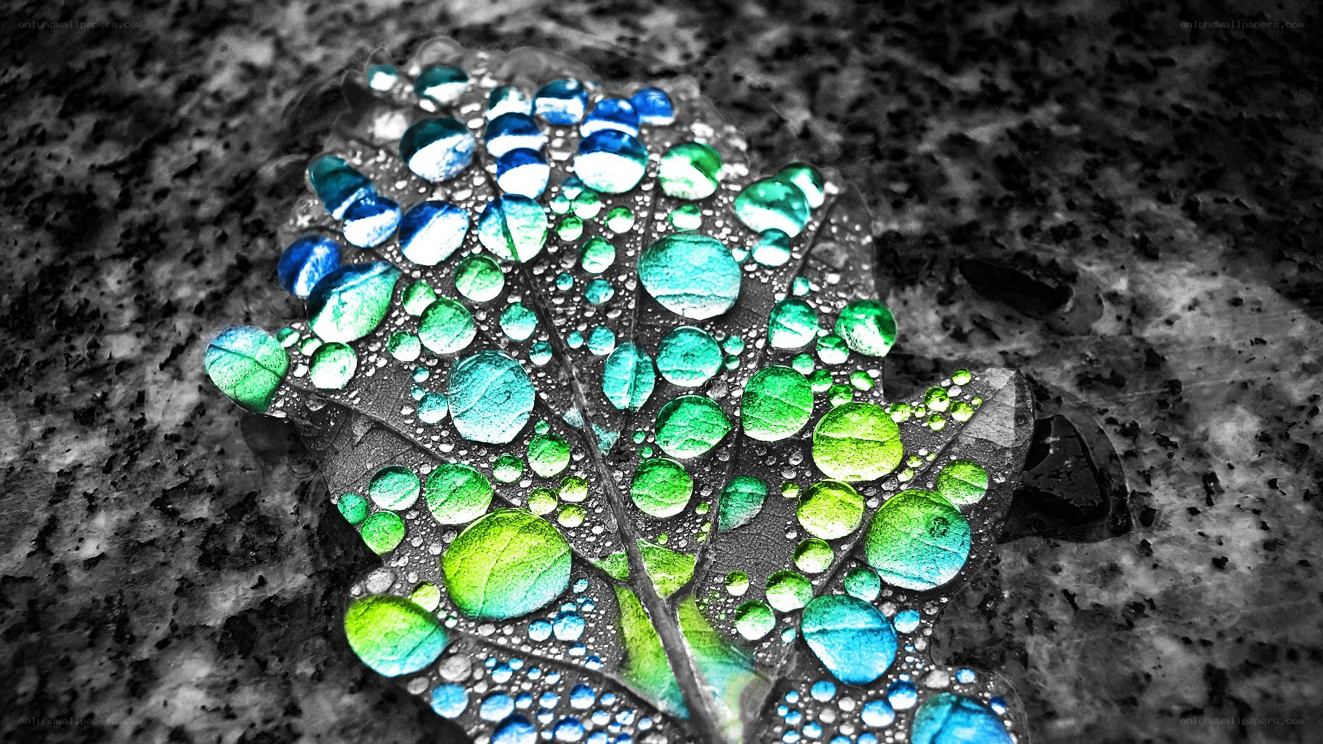 Colorful leaf with water droplets