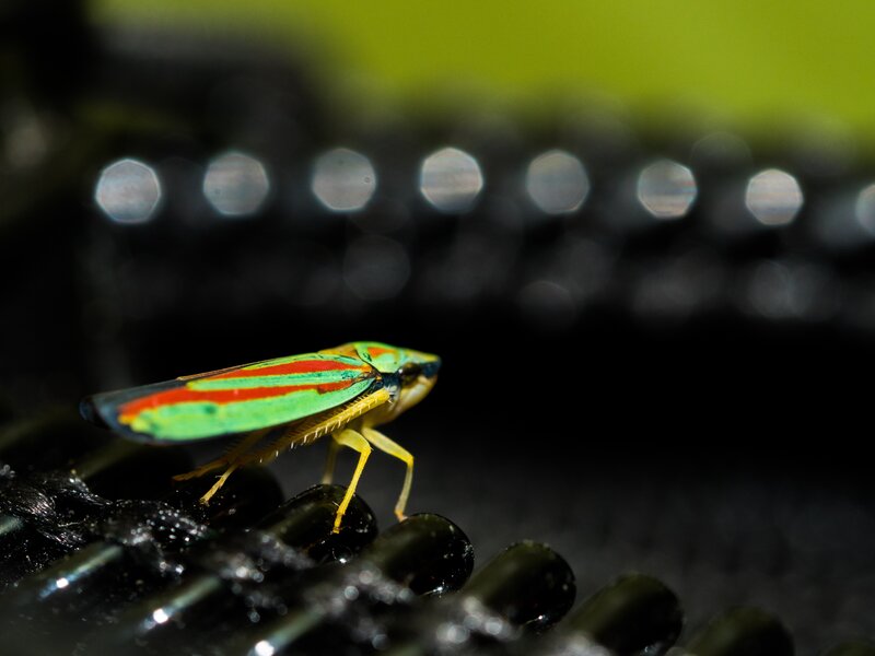Colorful Leafhopper Insect — Green