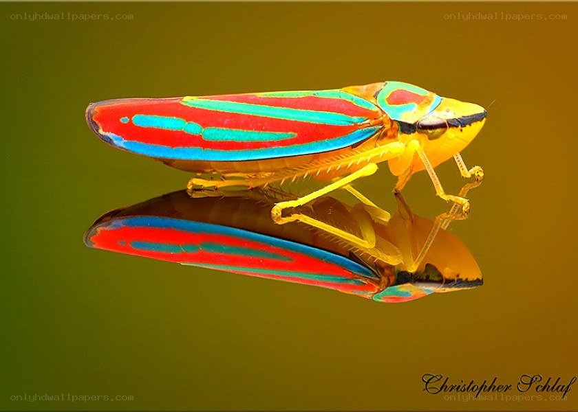 Colorful leafhopper insect