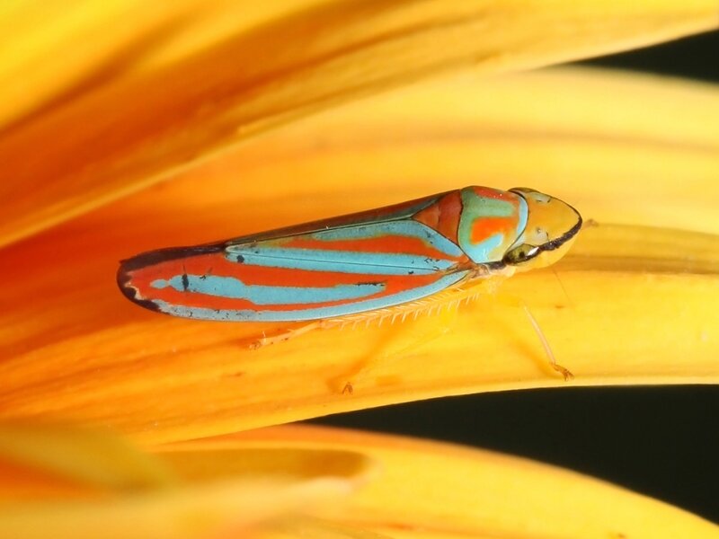 colorful leafhopper on flower